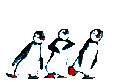 pingouins4